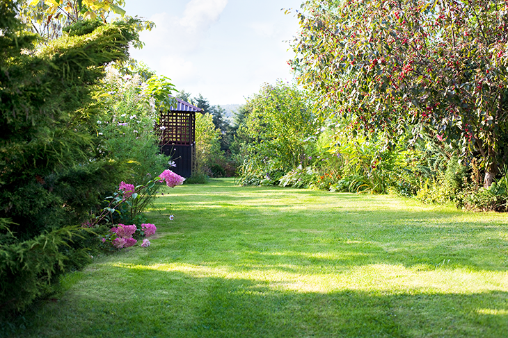 Fertilized lawn in backyard